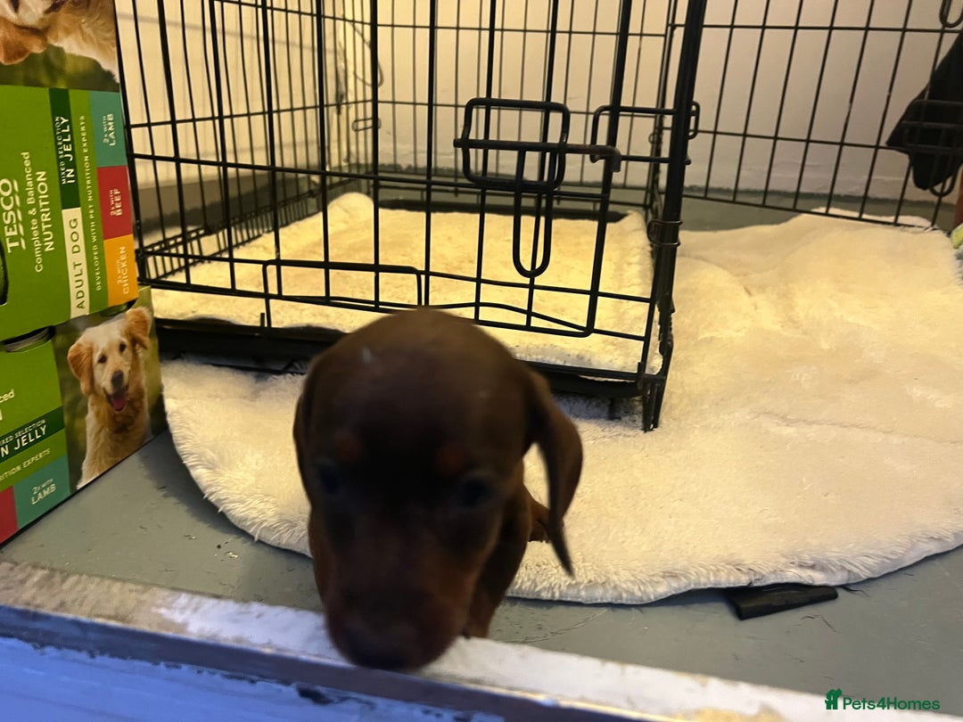 Miniature Dachshund dogs for sale: Miniature dashound - Image 7