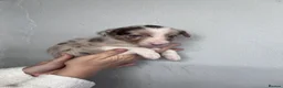 Border Collie dogs for sale: 6 Beautiful Red Merle puppies  - Advert 22