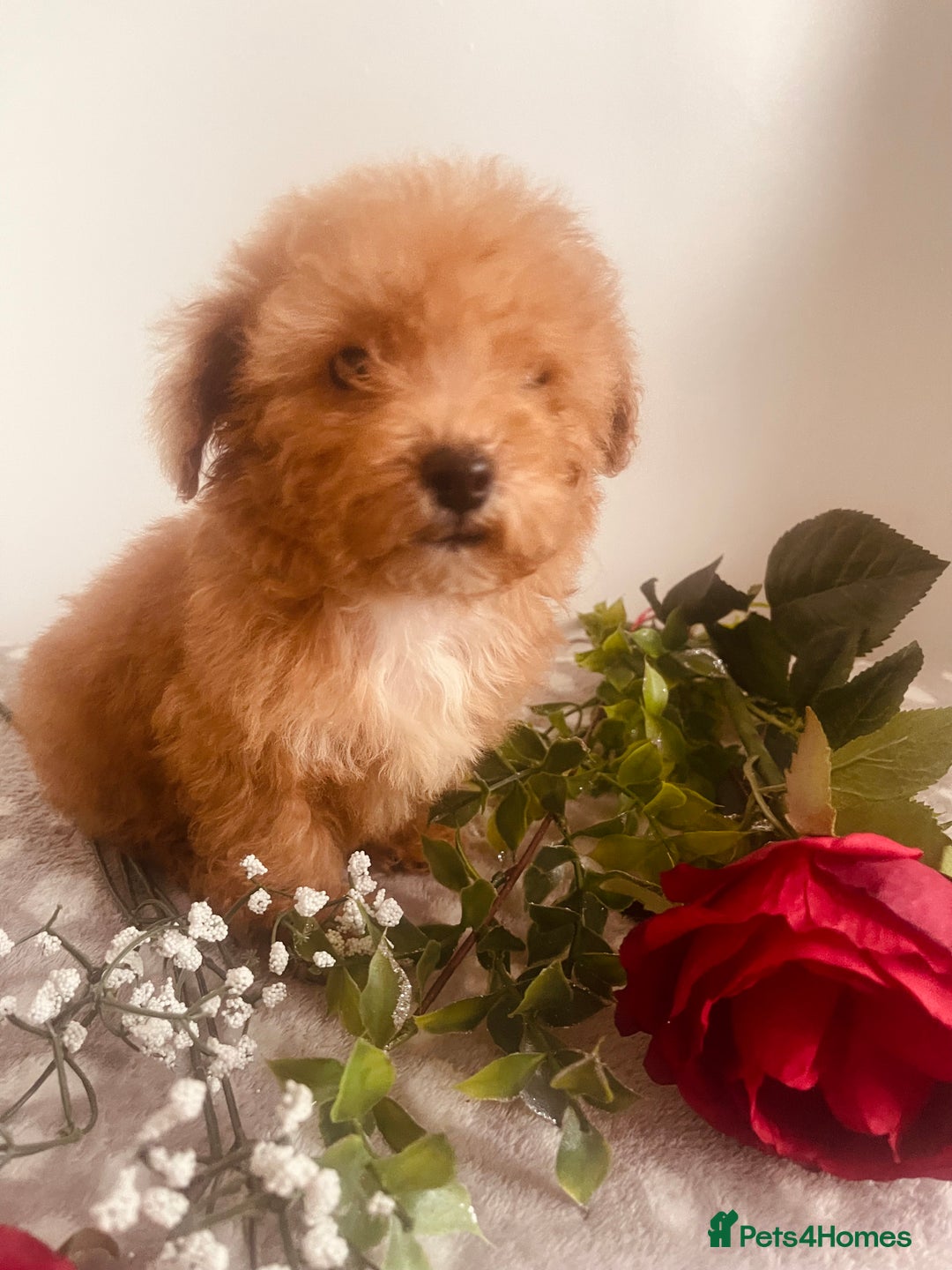 Maltipoo dogs for sale: 🐾 Two F1 Toy Maltipoo Boys Available 🐾 - Advert 11