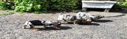 Jack Russell dogs for sale: Rare miniature Jack Russell puppies - Advert 9