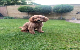Cockapoo dogs for sale: Cockapoo puppy for sale  - Image 4