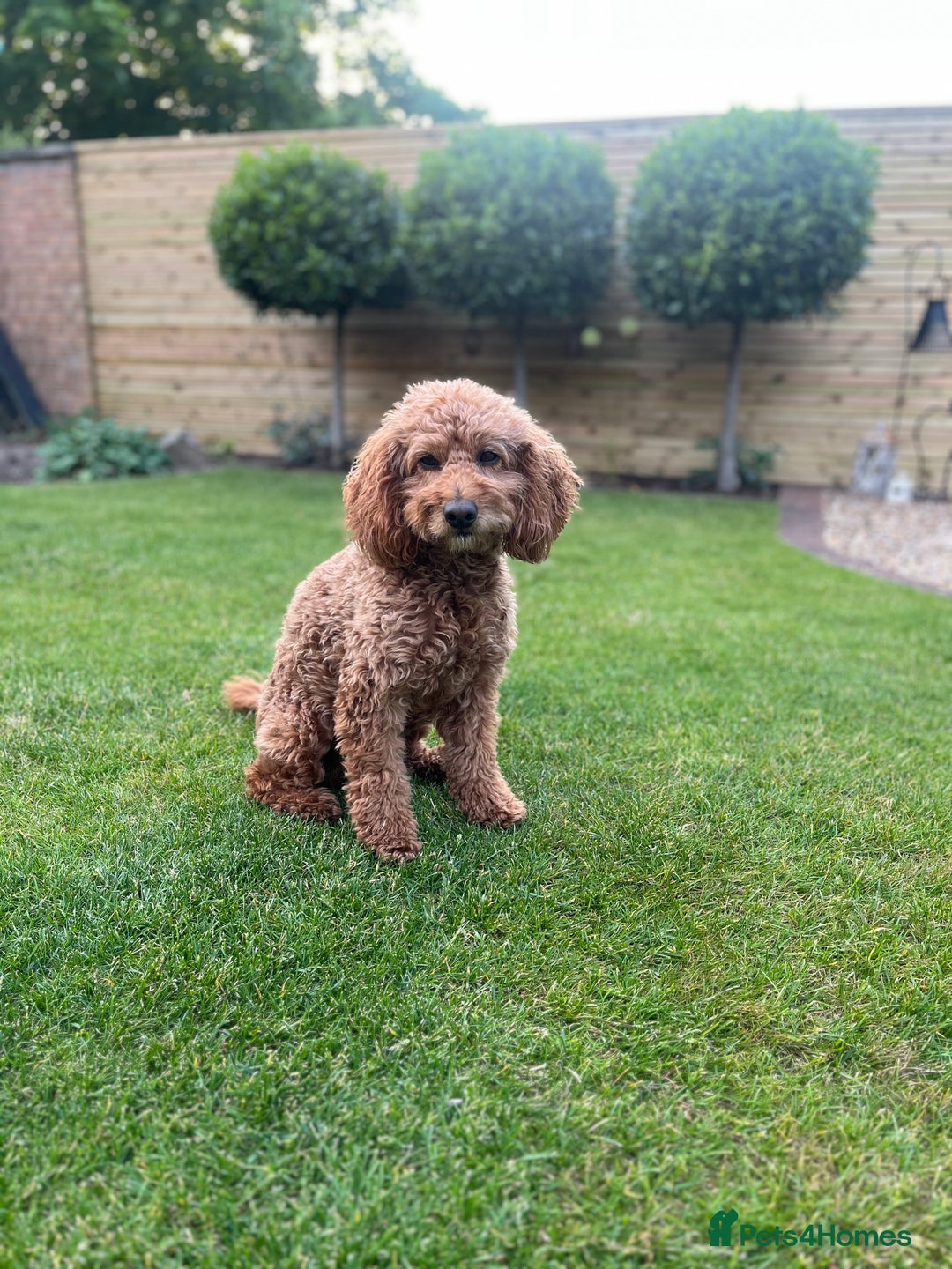 Cockapoo dogs for sale: Cockapoo puppy for sale  - Image 4