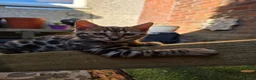 Bengal cats for sale: Pure Pedigree Bengal Kittens – 3 Boys, 2 Girls - Advert 5