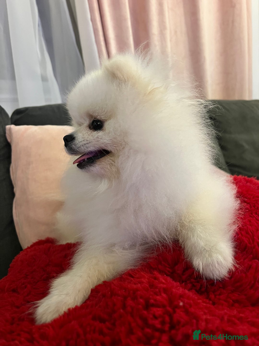 Pomeranian dogs for sale: Pomeranian white - Image 8