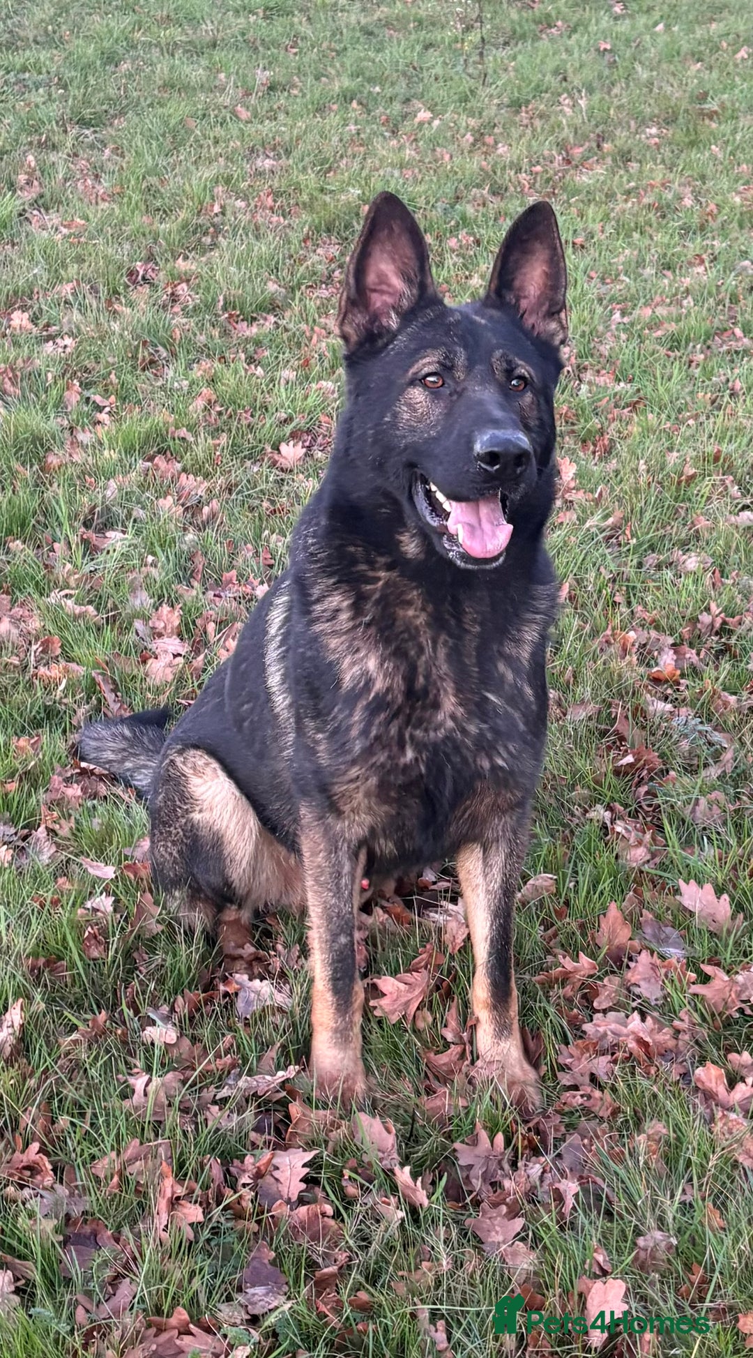 German Shepherd dogs for stud: Fully health tested German shepherd stud - Advert 2