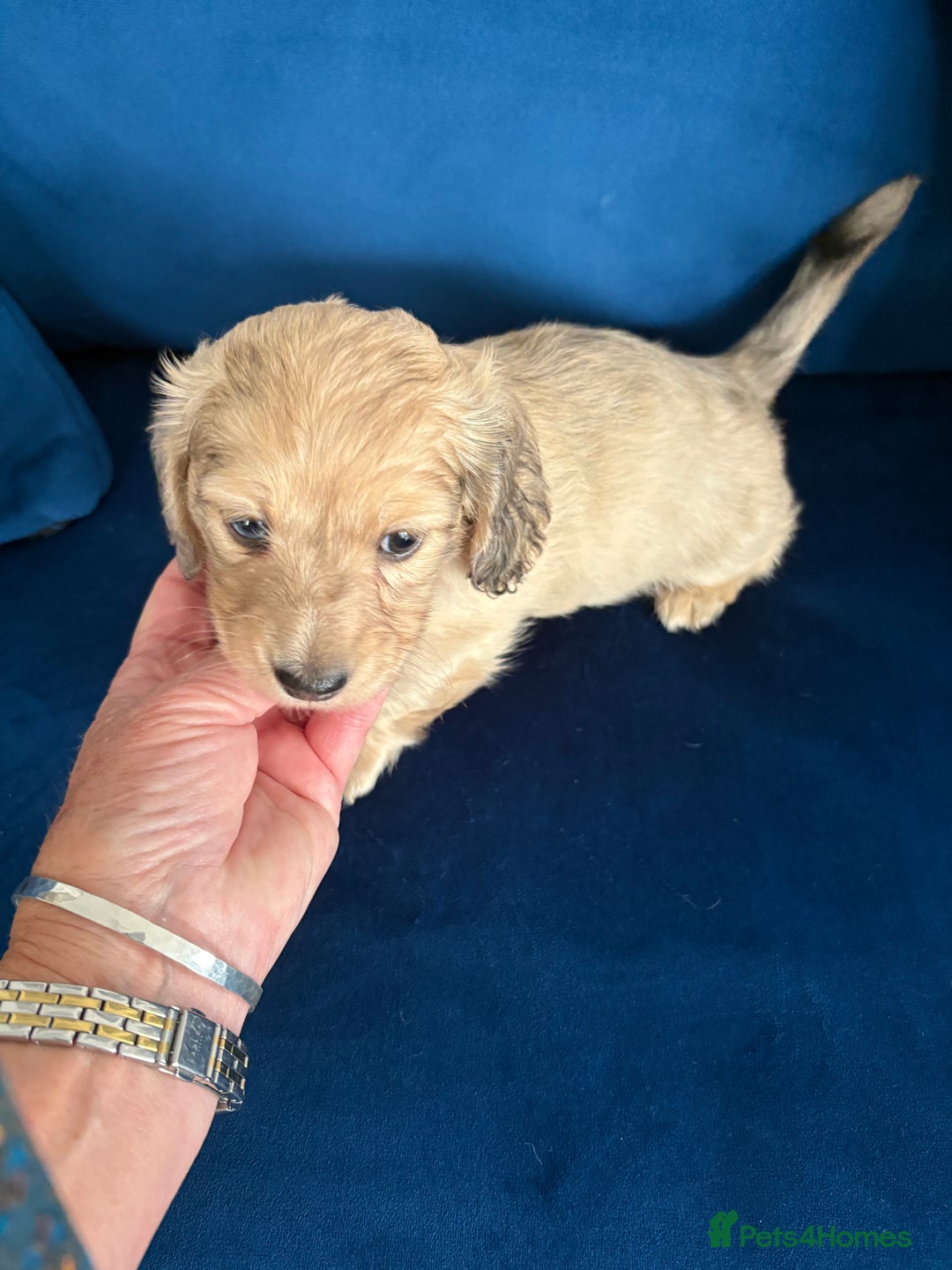 Dachshund dogs for sale: Miniature long haired dachshund pups KC registered - Image 13