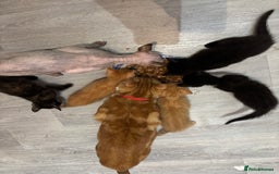 Sphynx cats for sale: Mix kittens of a sphinx mum and white ginger dad  - Image 2