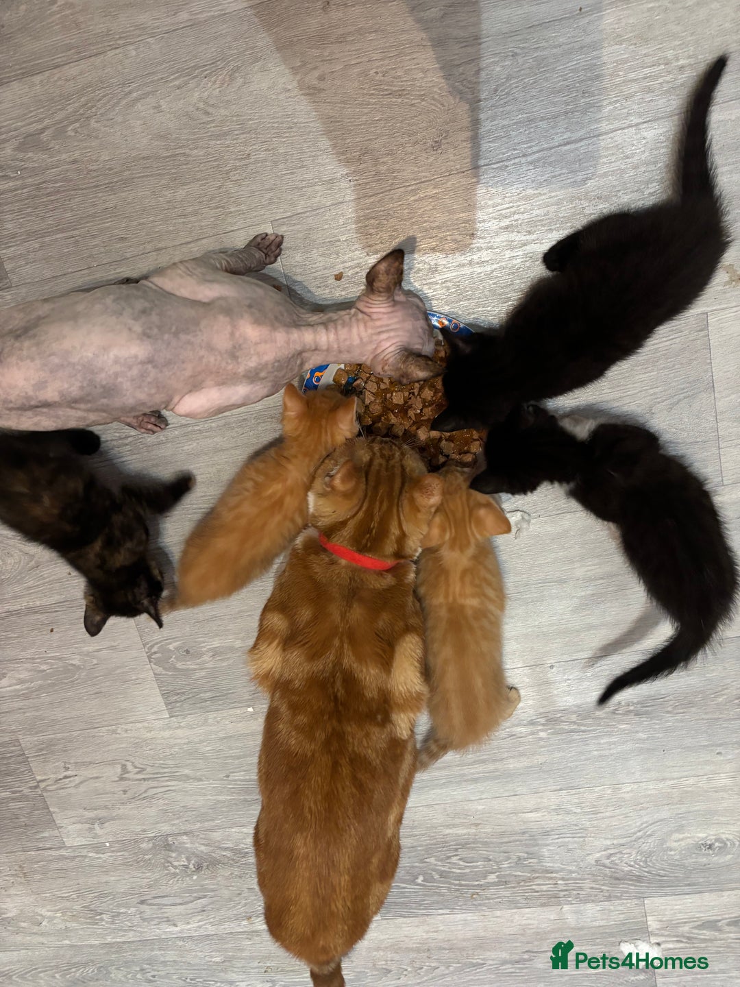 Sphynx cats for sale: Mix kittens of a sphinx mum and white ginger dad  - Image 2