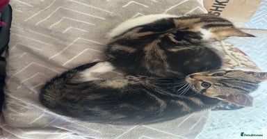 Mixed Breed cats - Advert 9