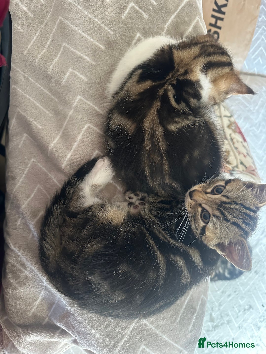 Mixed Breed cats for sale: Cute baby kittens looking for a new home - Image 3