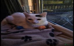 Mixed Breed cats for sale: Loki & Nova - Image 8
