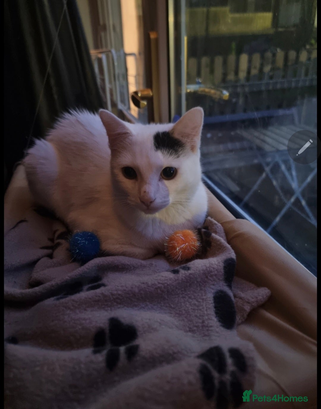 Mixed Breed cats for sale: Loki & Nova - Image 8