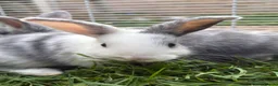 French Lop rabbits for sale: French lop girls ready to reserve  - Advert 4