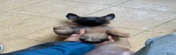 Belgian Shepherd Dog dogs for sale: Belgian Malinois pups ready to leave  - Advert 2
