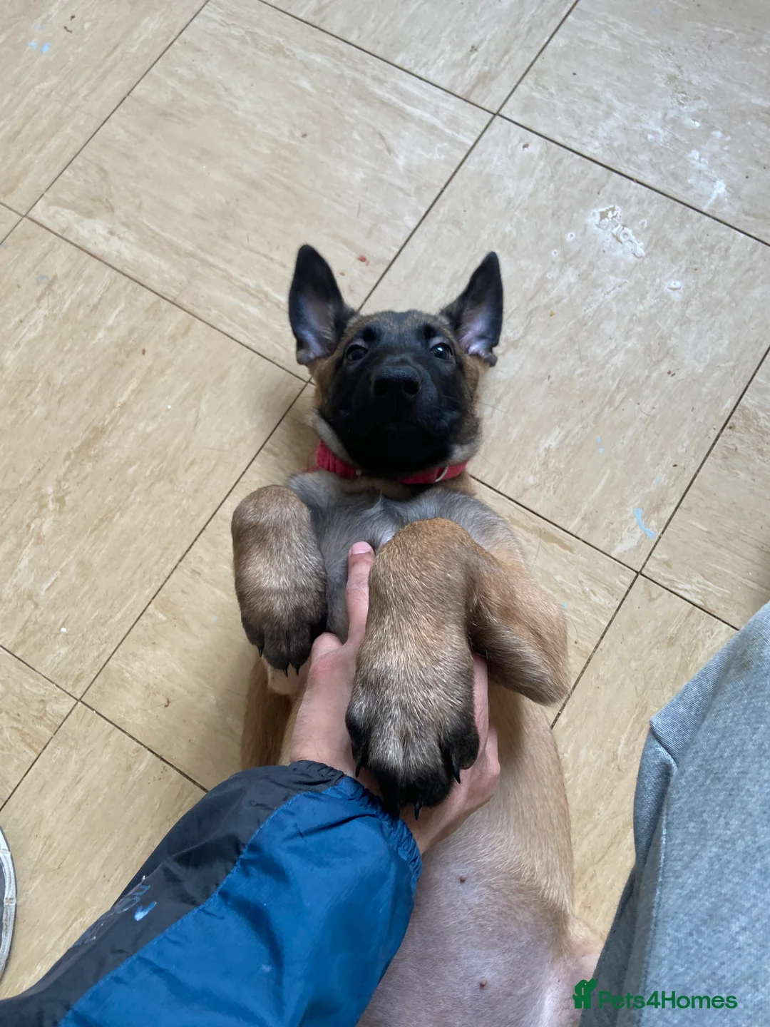 Belgian Shepherd Dog dogs for sale: Belgian Malinois pups ready to leave  - Advert 2