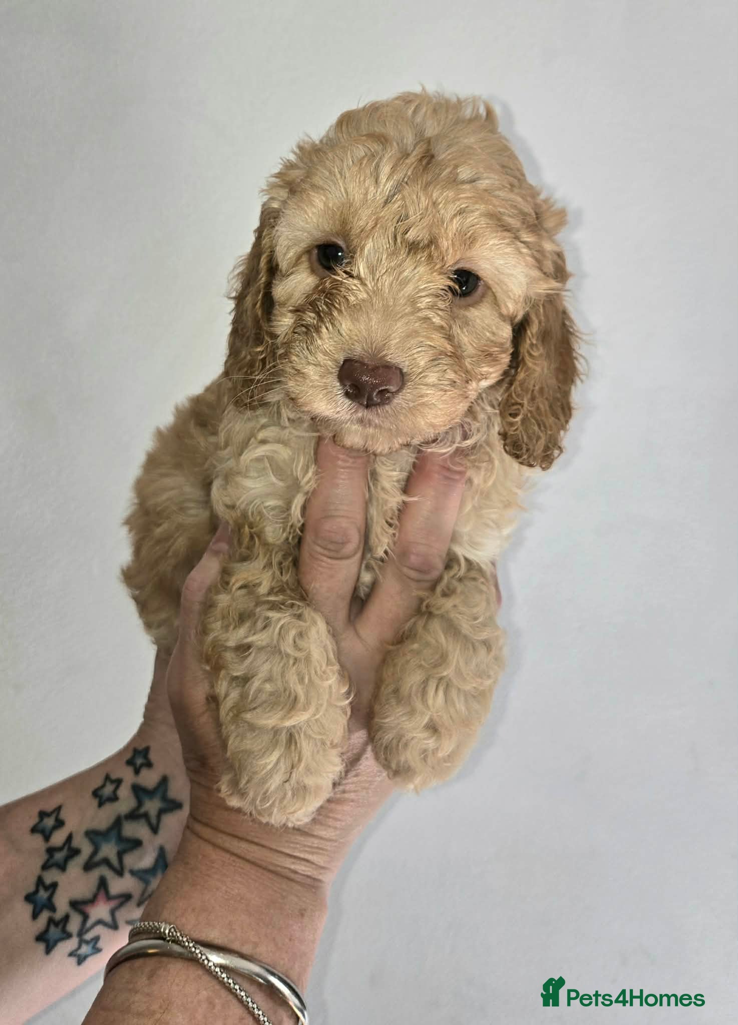 Cockapoo dogs Cockapoo - Advert 16