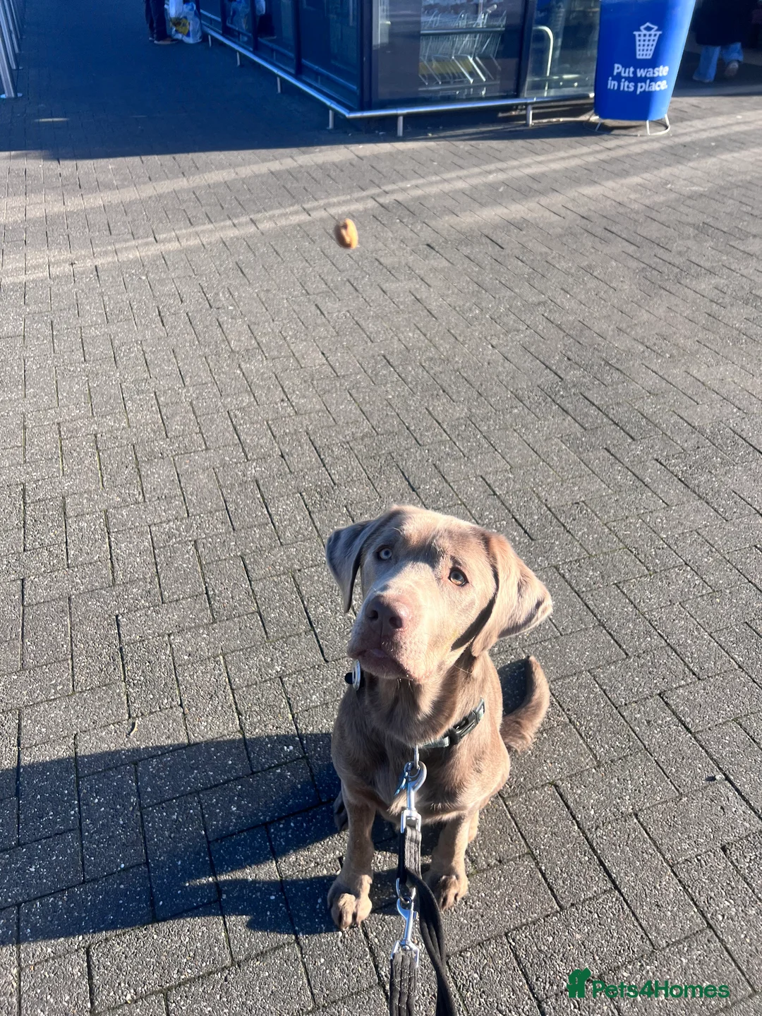 Labrador Retriever dogs for stud: STUNNING SILVER LABRADOR AVAILABLE FOR STUD - Advert 4
