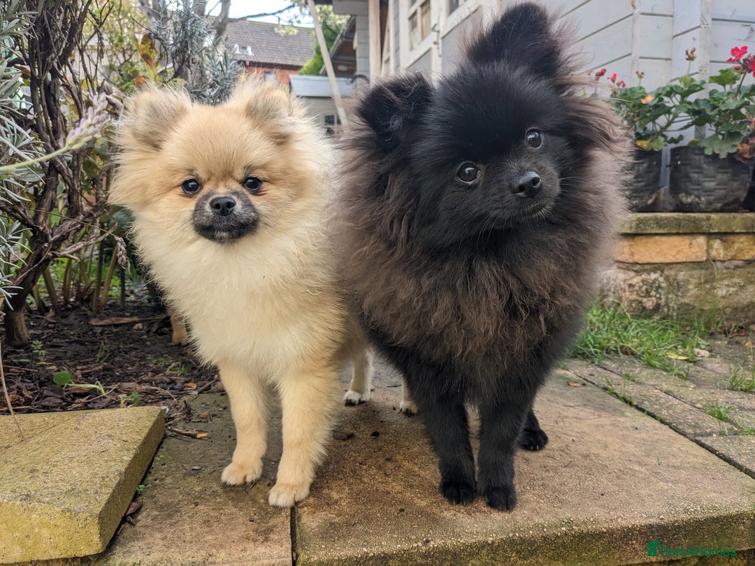 Pomeranian dogs for sale: Pom puppys with Kc reg , pedigree for sale - Image 19