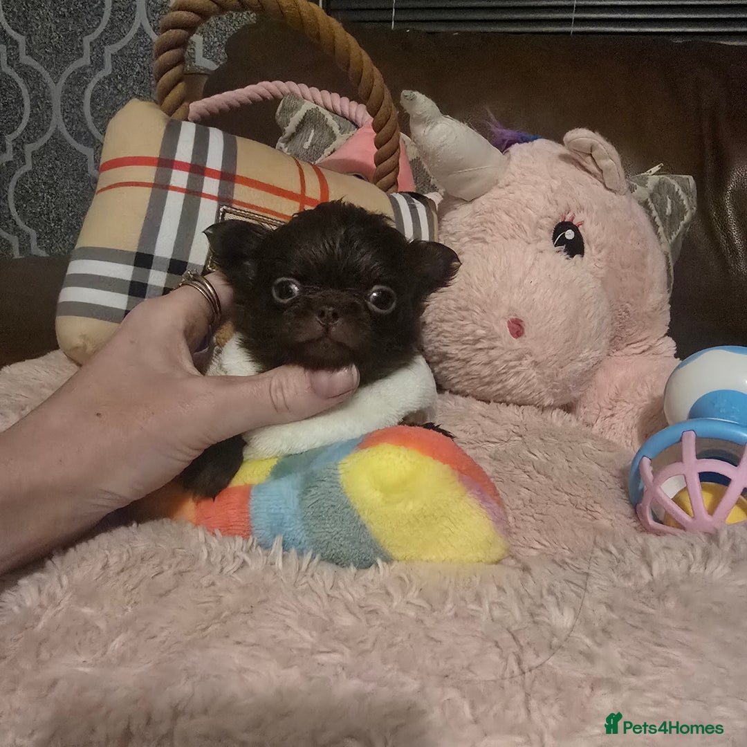 Chihuahua dogs for sale: XxQuality Chihuahua Chocolate Thai breeding pupsXx - Advert 15