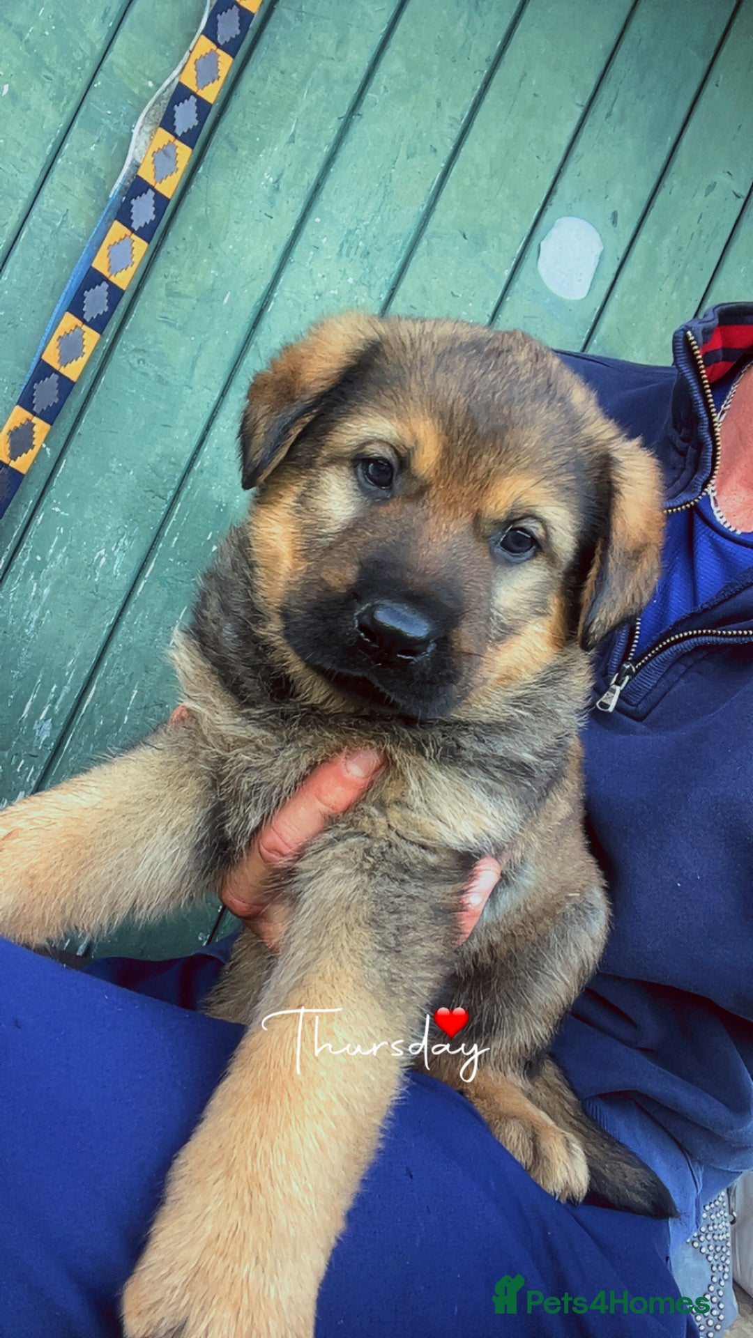 Mixed Breed dogs for sale: Rottie cross german shepherd pups  - Image 2