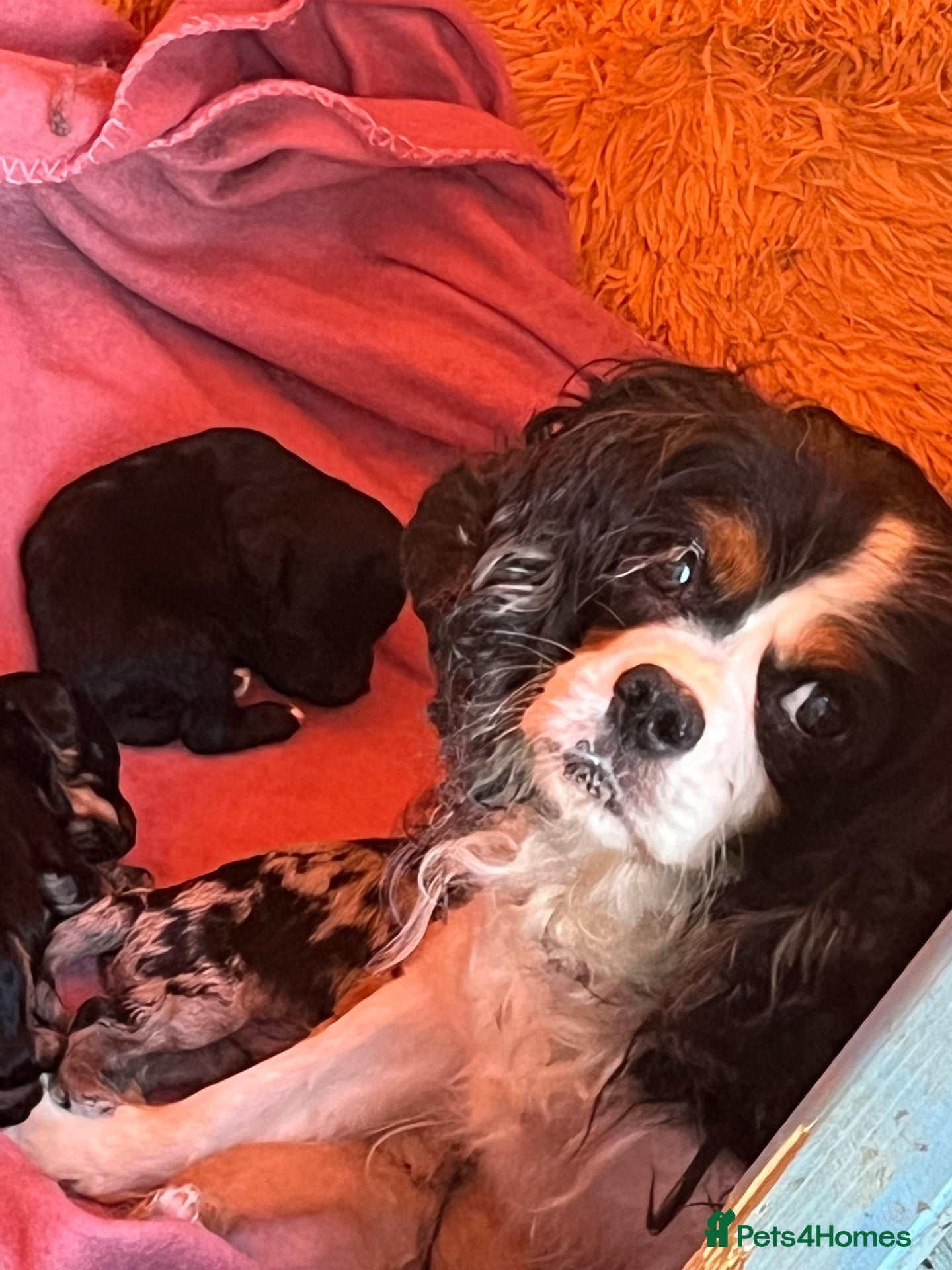 Cavalier King Charles Spaniel dogs Adorable Cavalier King Charles x Mini Poodle Pups - Advert 7