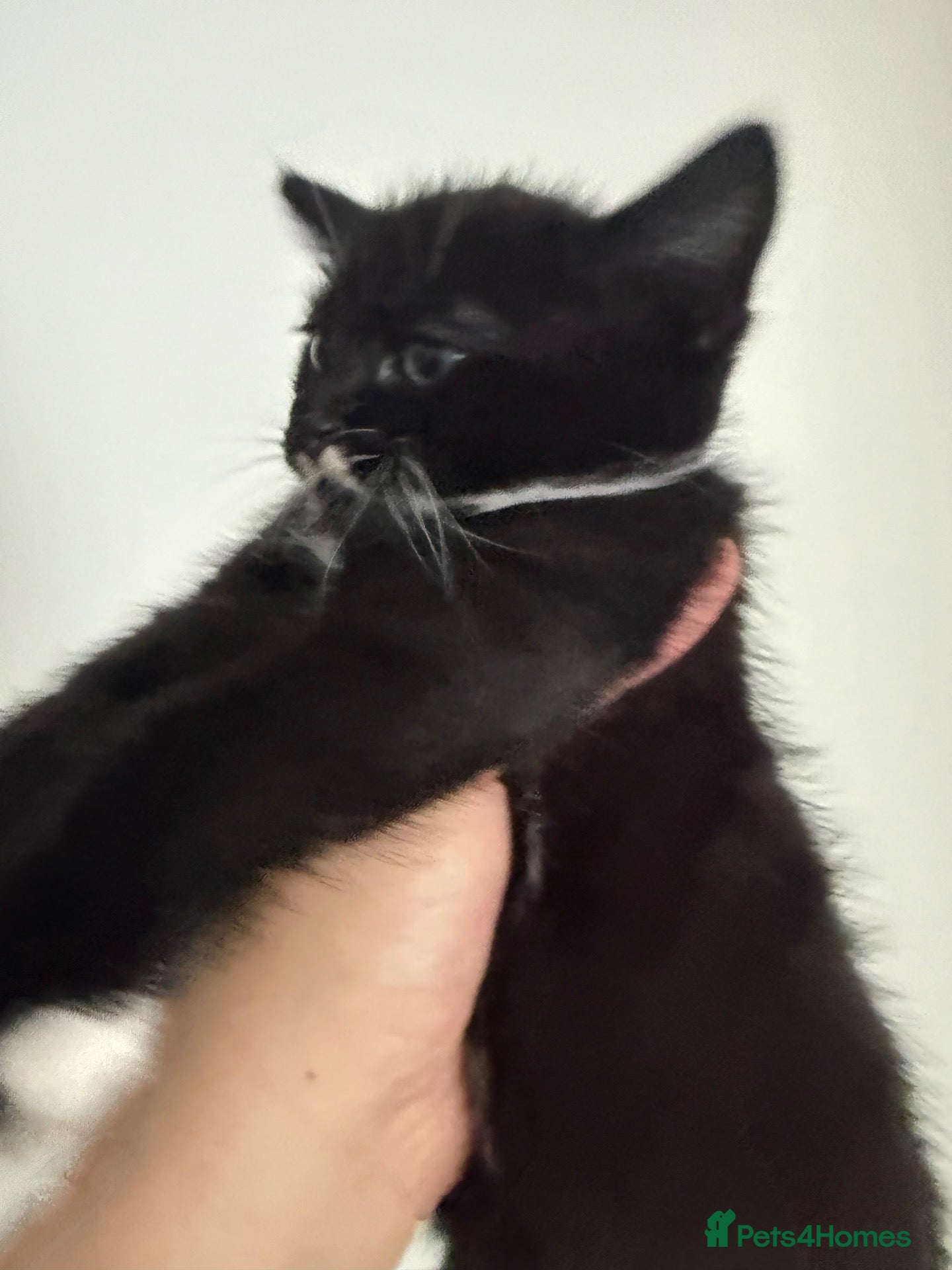 Mixed Breed cats Male tuxedo kitten  - Advert 5