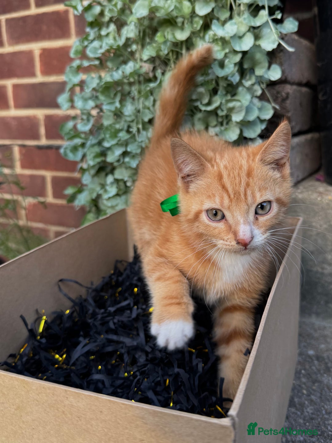 Domestic Shorthair cats for sale: 5 Beautiful fluffy Kittens - Image 2