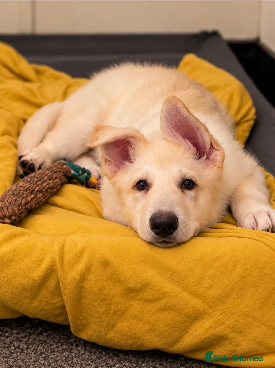 German Shepherd dogs for sale: White & black/tan German Shepherd only 2 left - Advert 1