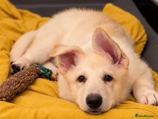 German Shepherd dogs White & black/tan German Shepherd only 2 left - Advert 16