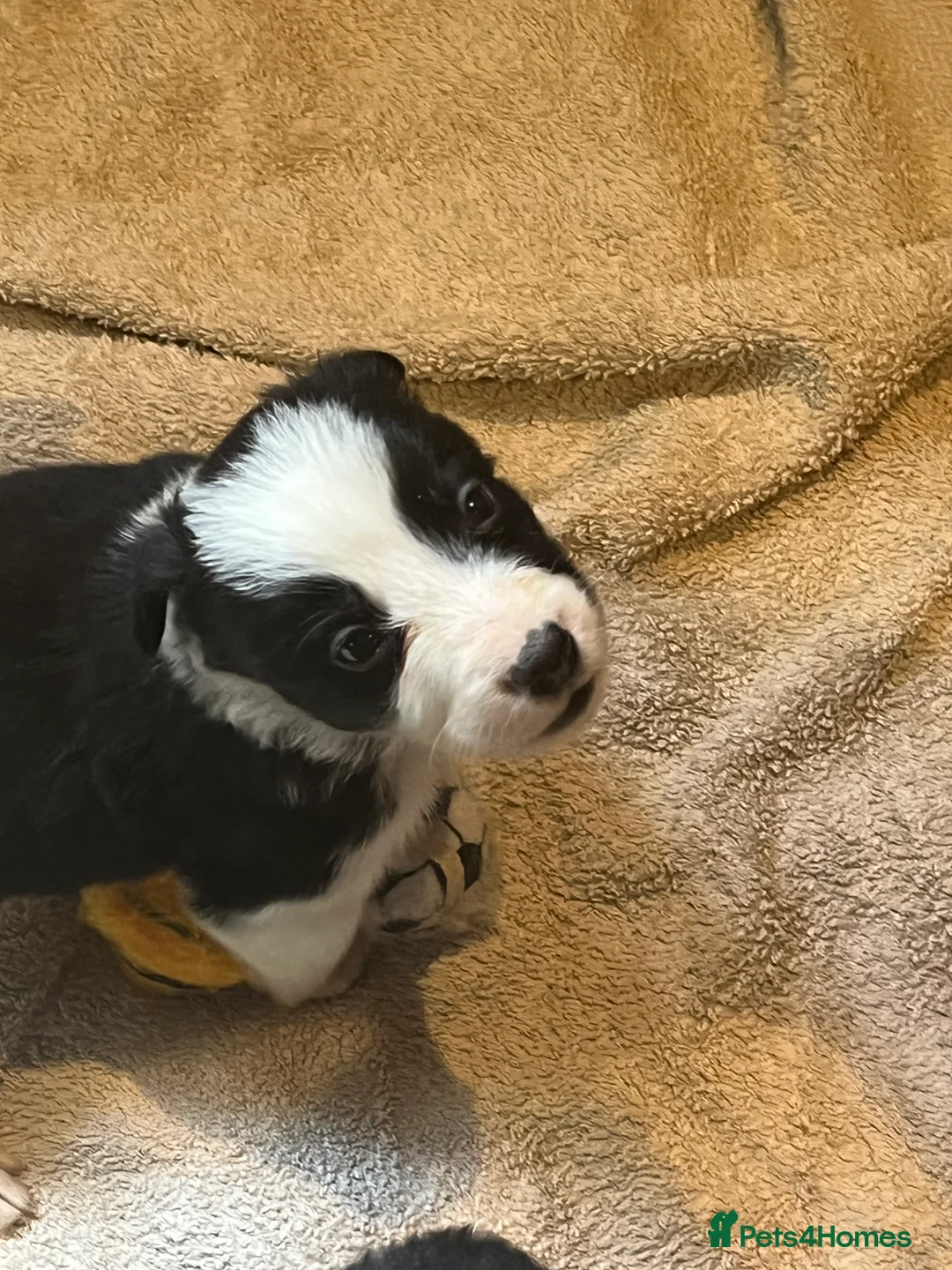 Border Collie dogs for sale: Border collie puppies, excellent litter!!  - Advert 4