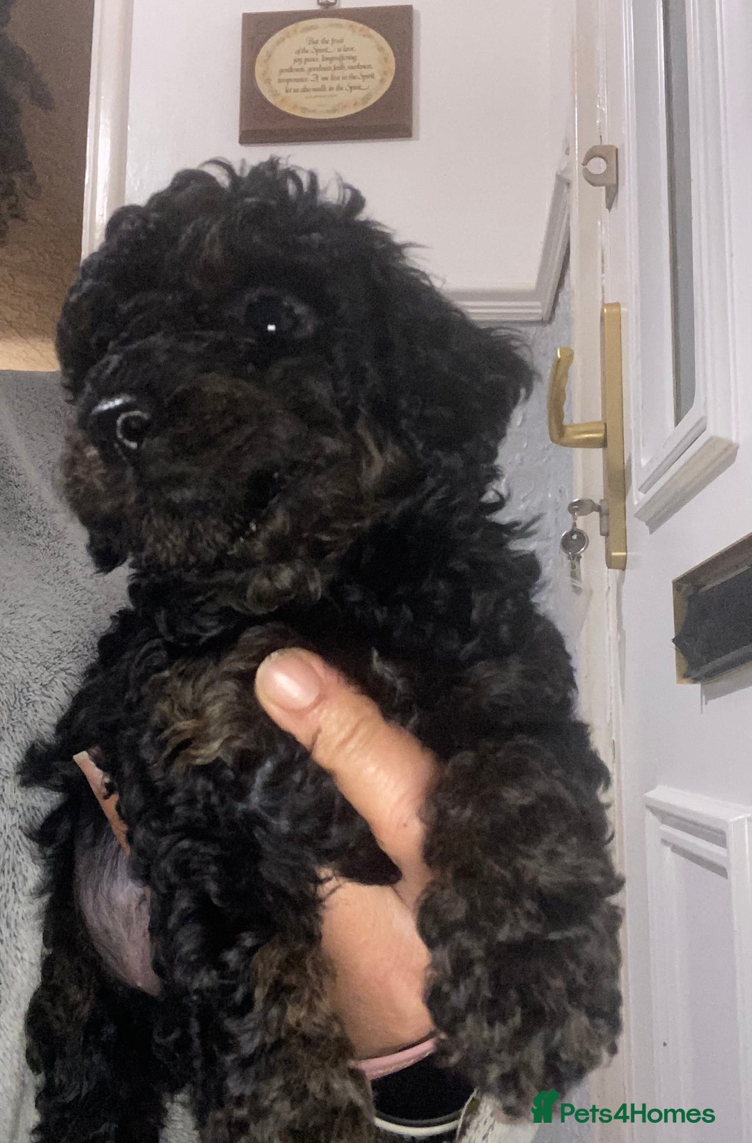 Miniature Poodle dogs for sale: Beautiful Miniature/Toy poodles  - Advert 13