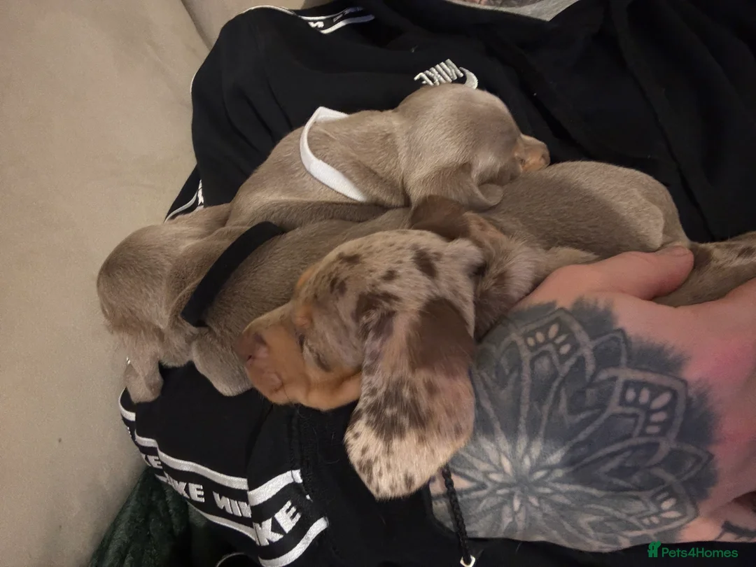 Miniature Dachshund dogs for sale: 2 beautiful Isabella and tan mini dachshunds  - Advert 13