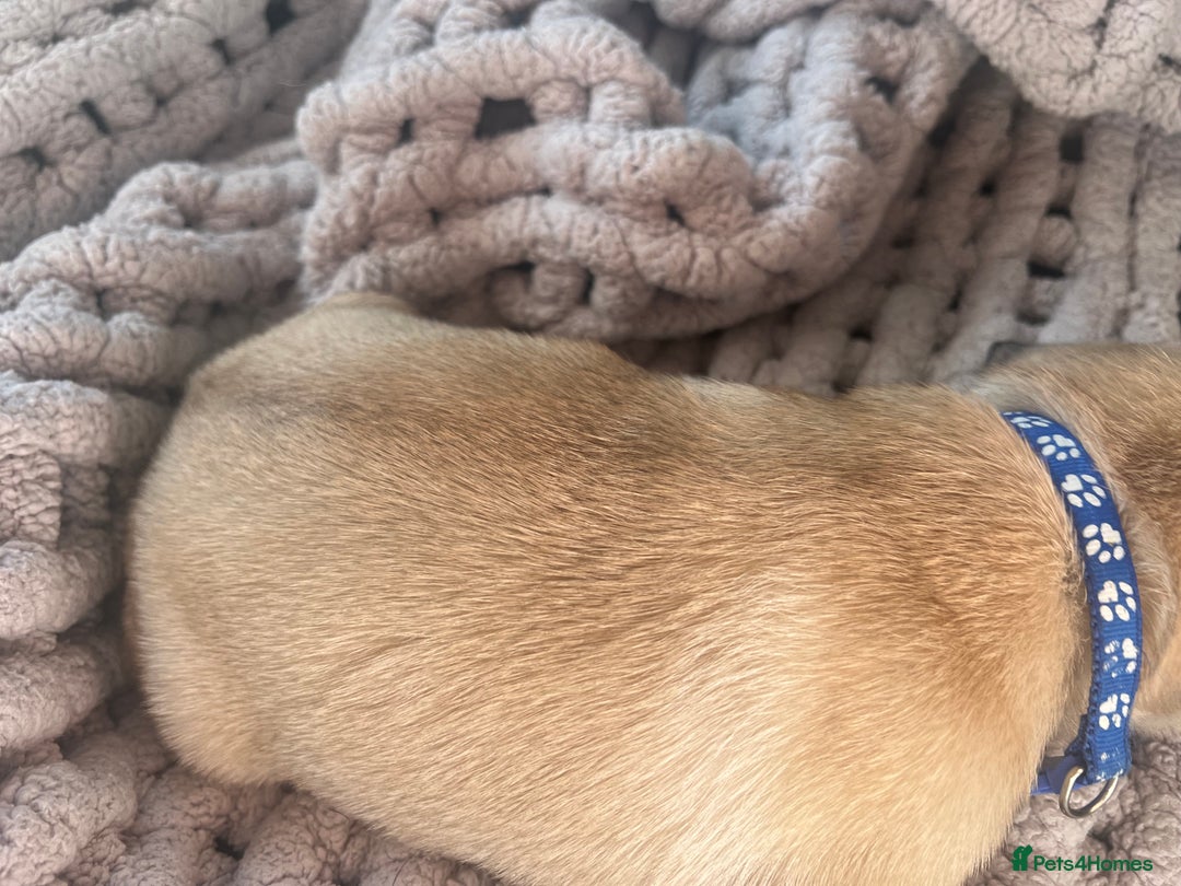 Pug dogs for sale: 1 pug (shug) who was reserved has became available - Image 15