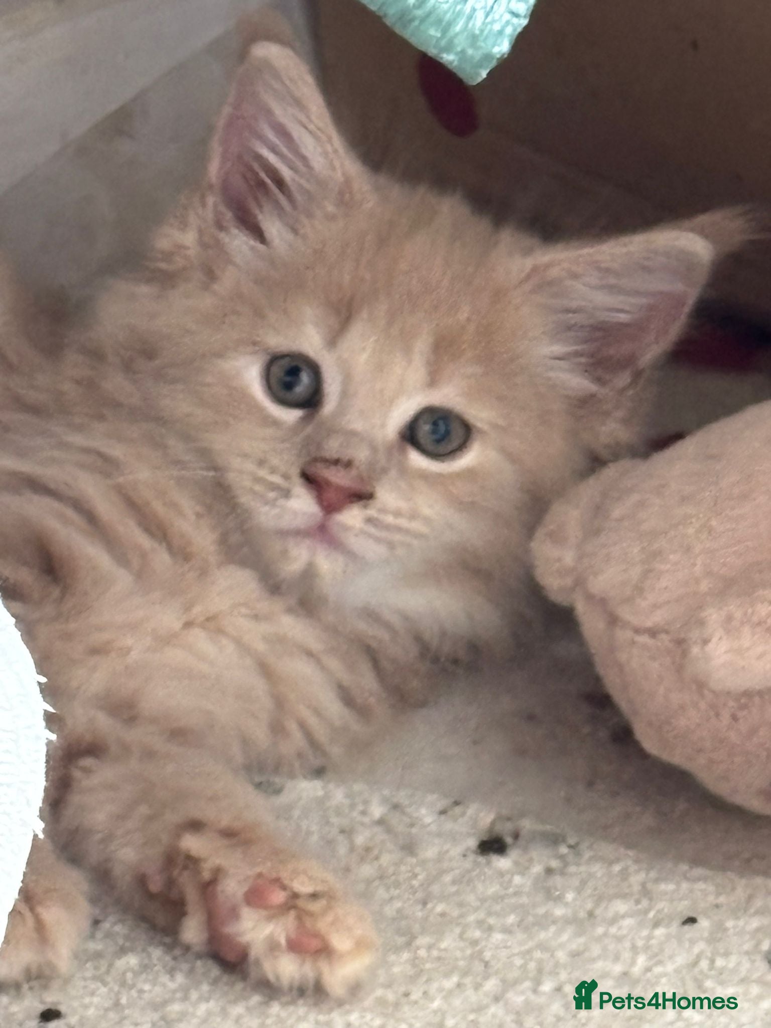 Maine Coon cats Full pedigree maine coon kittens  - Advert 2