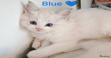 Ragdoll cats - Advert 4