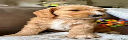 Mixed Breed dogs for sale: Gorgeous Doodle puppies  in Grantown-on-Spey - Advert 7