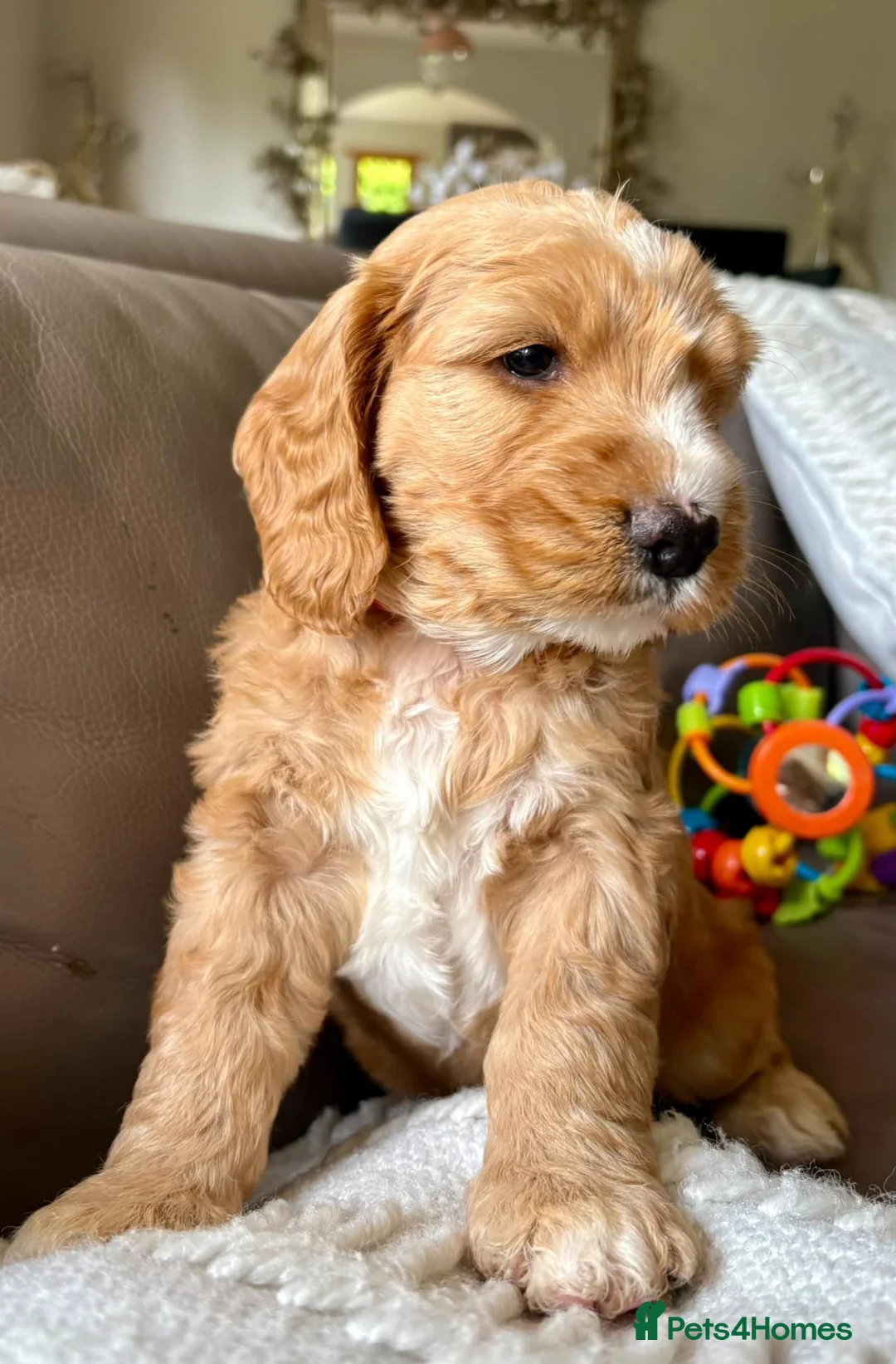 Mixed Breed dogs for sale: Gorgeous Doodle puppies  in Grantown-on-Spey - Advert 7