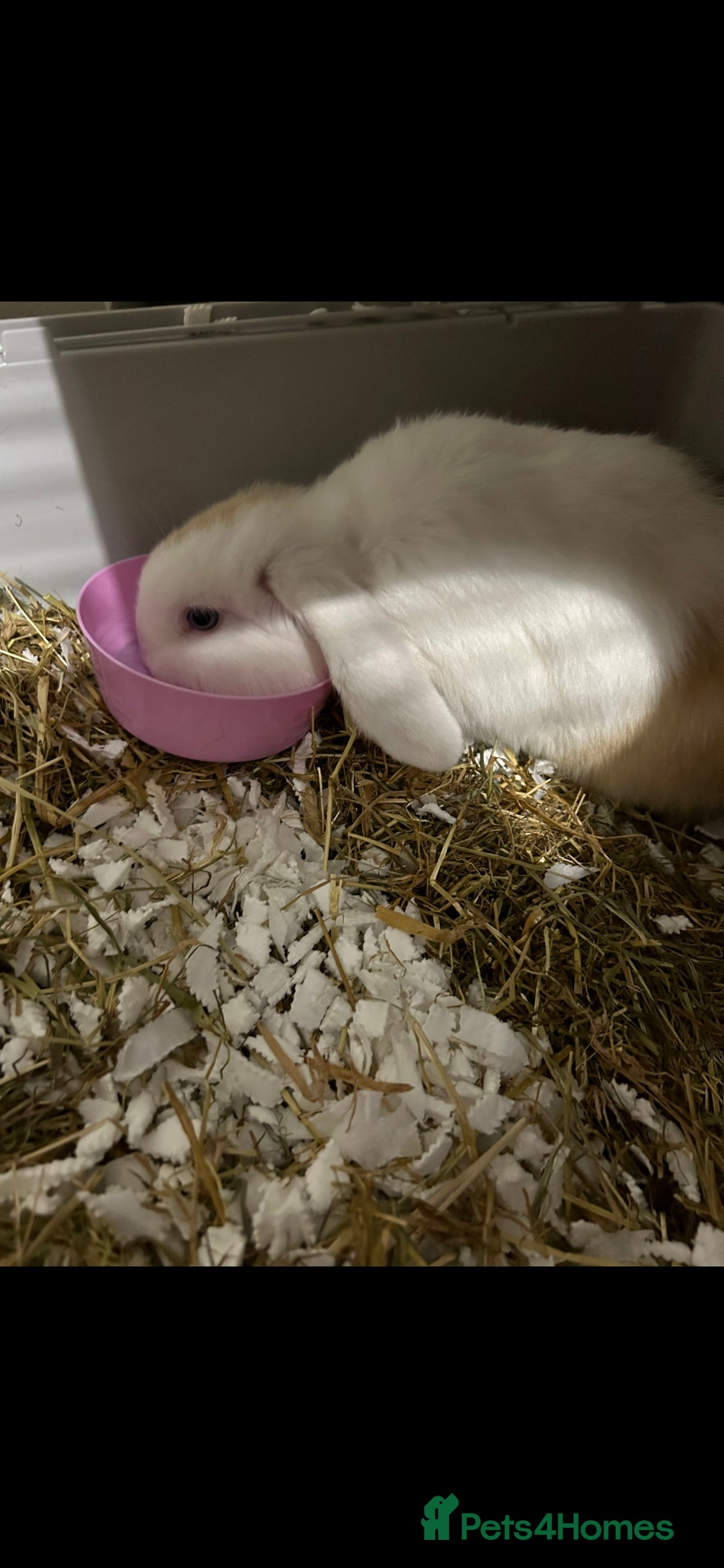 Mini Lop rabbits for sale: Holland lop or mini lop rabbit  - Image 1