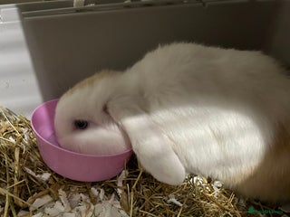 Mini Lop rabbits - Advert 1