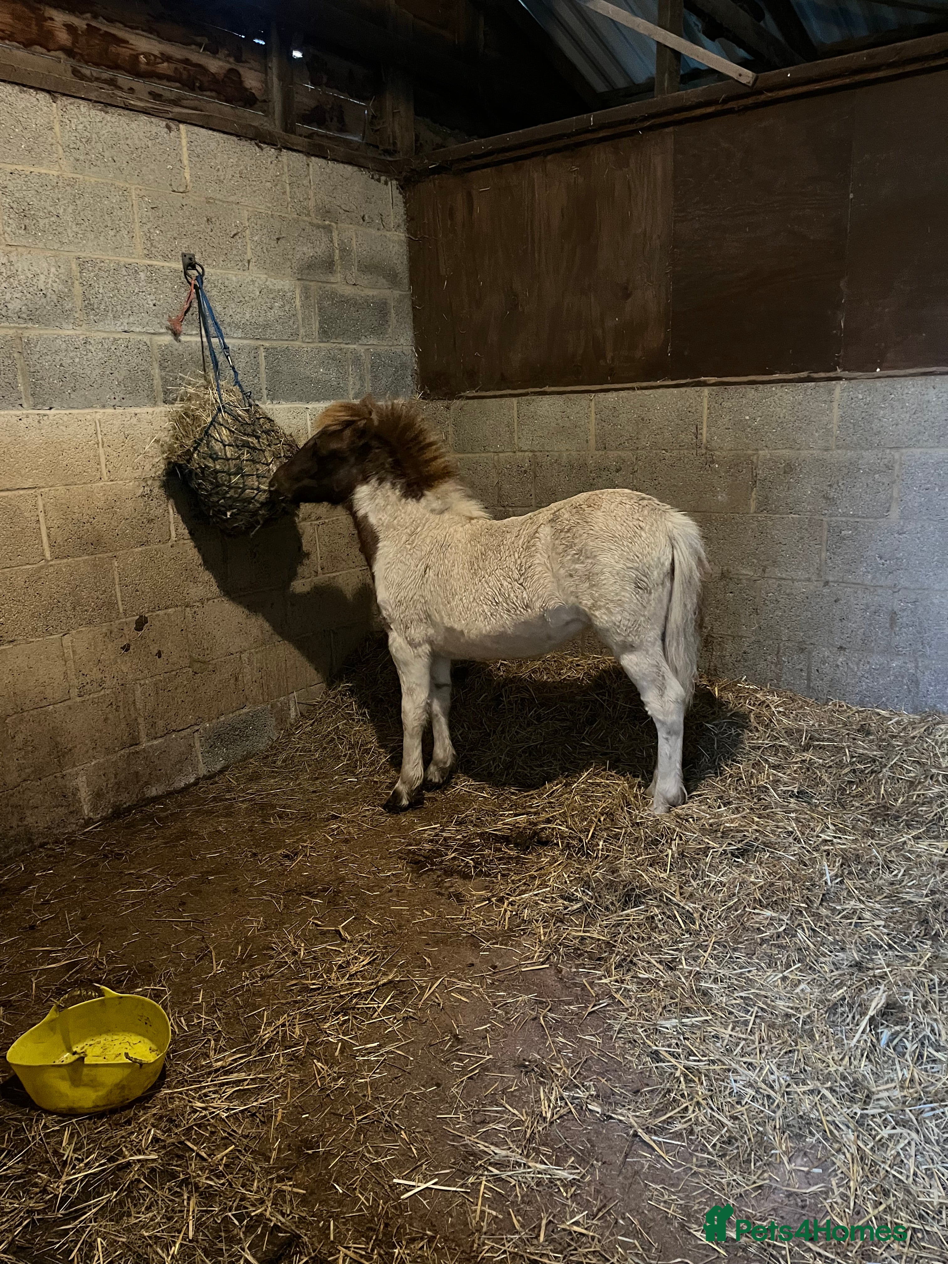 Shetland pony horses Part shetland - Advert 11