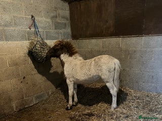 Shetland pony horses Part shetland - Advert 1