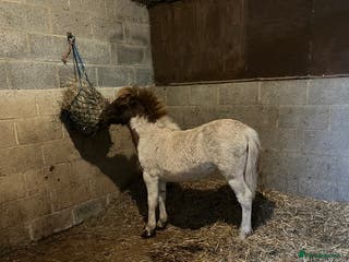 Shetland pony horses Part shetland - Advert 7