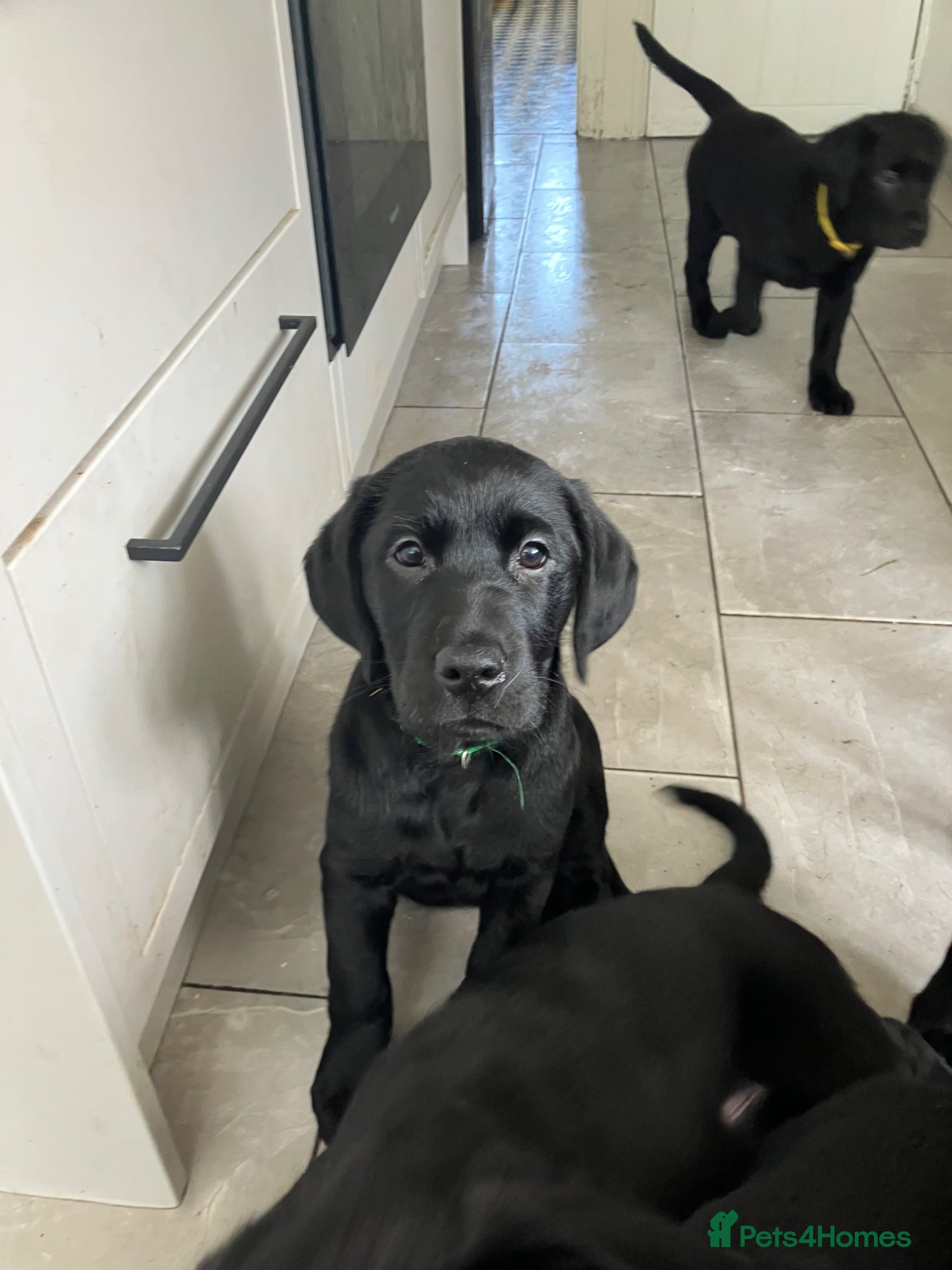 Goldador dogs Beautiful Chunky Labrador puppies - Advert 1