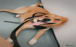 Mixed Breed dogs for sale: 6YO mixed breed for sale - Image 1