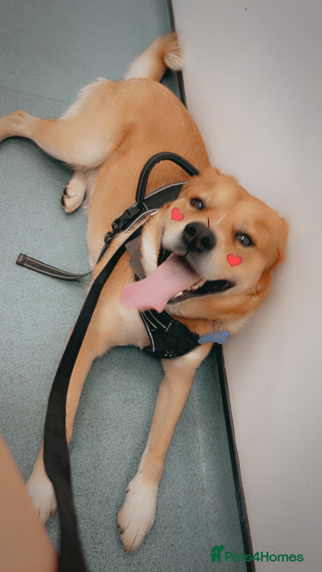 Mixed Breed dogs for sale: 6YO mixed breed for sale - Image 1