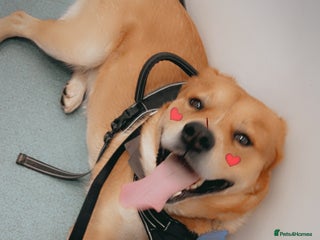 Mixed Breed dogs for sale - Advert 1