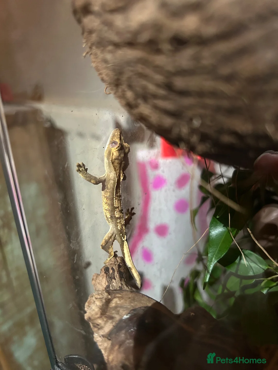 Gecko reptiles for sale: Baby Geckos - Advert 2