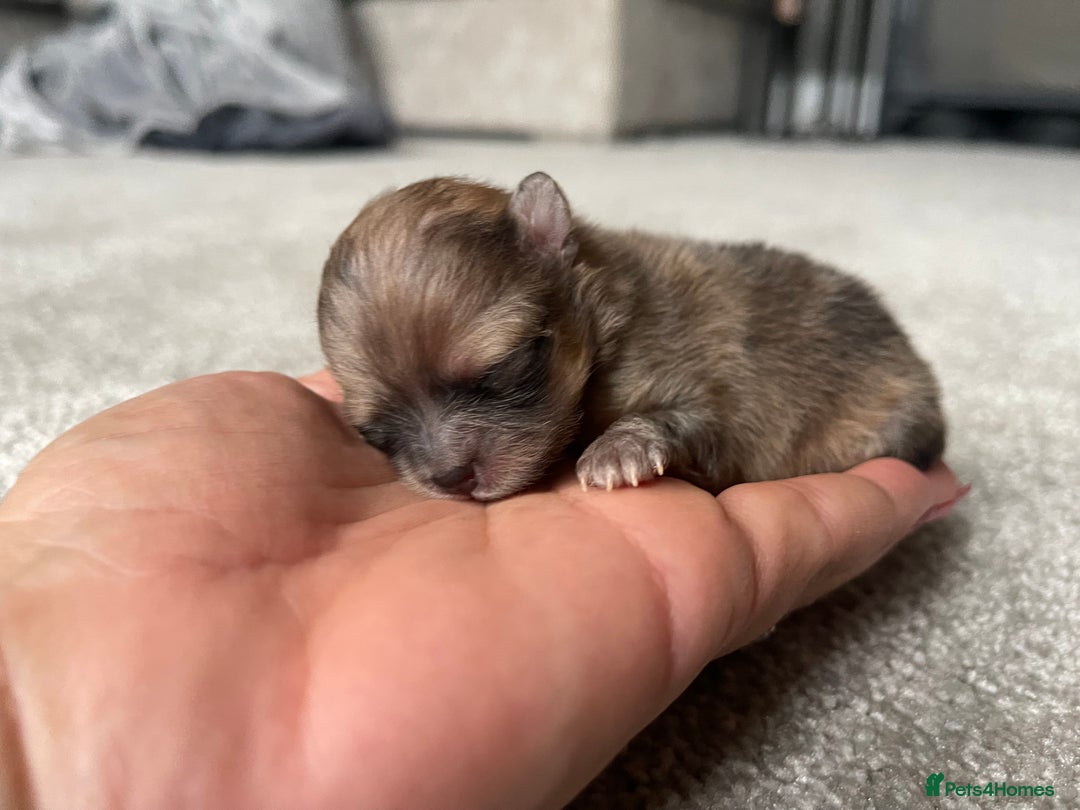 Pomeranian dogs for sale: 💙 Adorable Merle Pomeranian Puppy for Sale 💙 - Image 9