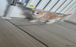Mixed Breed cats for sale: 4 Mixed Breed Kittens  - Image 25