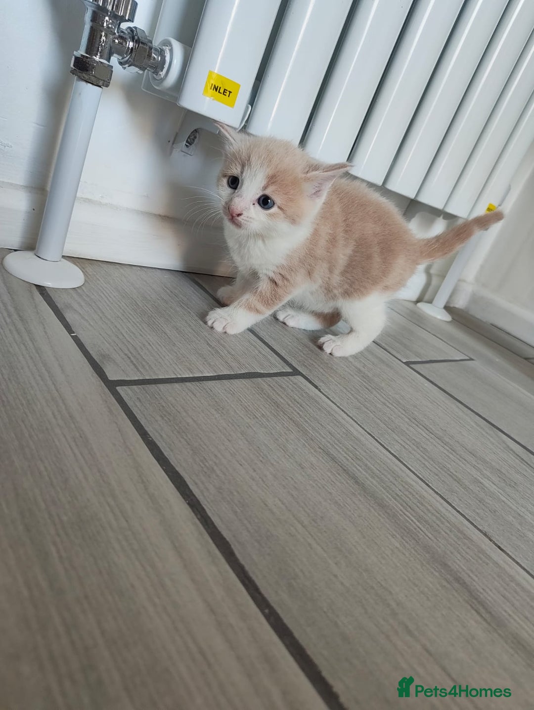 Mixed Breed cats for sale: 4 Mixed Breed Kittens  - Image 25